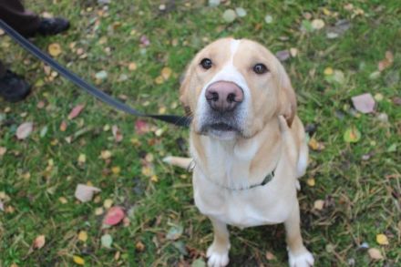 Yoko, Labrador-Beagle-Mix, männlich, geb. ca. 2023, freundl. und lernwillig