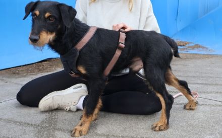 Pfoten hoch für Dusty! Wer schenkt ihm ein Zuhause?