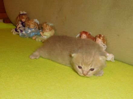 Britisch Kurzhaar Katerchen mit STB