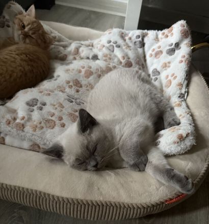 Süßes weißes Kitten sucht liebevolles Zuhause