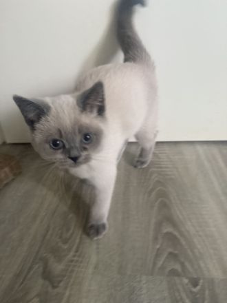 Süßes weißes Kitten sucht liebevolles Zuhause