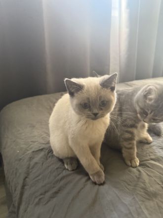 Süßes weißes Kitten sucht liebevolles Zuhause