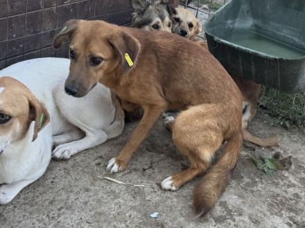 Becky, vorsichtige, junge Hündin sucht ein verständnisvolles Zuhause, 1,5 J, 45 cm