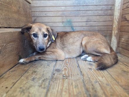 Becky, vorsichtige, junge Hündin sucht ein verständnisvolles Zuhause, 1,5 J, 45 cm