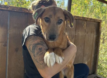 Becky, vorsichtige, junge Hündin sucht ein verständnisvolles Zuhause, 1,5 J, 45 cm