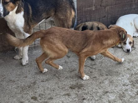 Becky, vorsichtige, junge Hündin sucht ein verständnisvolles Zuhause, 1,5 J, 45 cm