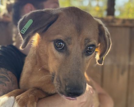 Becky, vorsichtige, junge Hündin sucht ein verständnisvolles Zuhause, 1,5 J, 45 cm