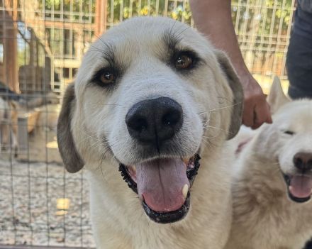 Bradley, wundervoller Hund auf der Suche nach Haus & Hof (mit netten Menschen ;-)), 6 Jahre, 71 cm