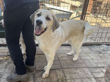 Bradley, wundervoller Hund auf der Suche nach Haus & Hof (mit netten Menschen ;-)), 6 Jahre, 71 cm