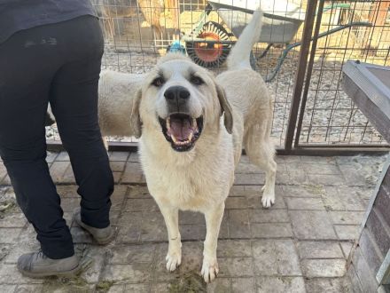 Bradley, wundervoller Hund auf der Suche nach Haus & Hof (mit netten Menschen ;-)), 6 Jahre, 71 cm