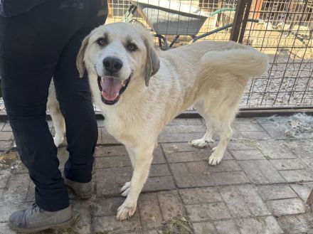 Bradley, wundervoller Hund auf der Suche nach Haus & Hof (mit netten Menschen ;-)), 6 Jahre, 71 cm