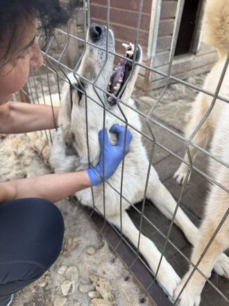 Bradley, wundervoller Hund auf der Suche nach Haus & Hof (mit netten Menschen ;-)), 6 Jahre, 71 cm