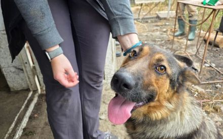 Schäferhund Mix Xena sucht Zuhause