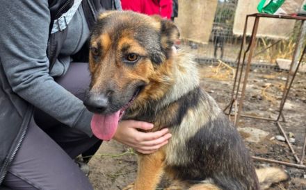 Schäferhund Mix Xena sucht Zuhause