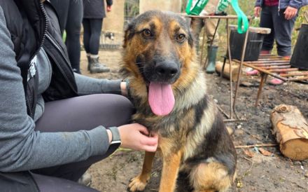 Schäferhund Mix Xena sucht Zuhause