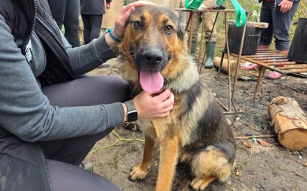 Schäferhund Mix Xena sucht Zuhause