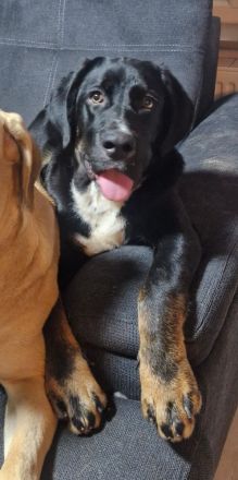 Janosh, hübscher Cane Corso Mischlingsrüde