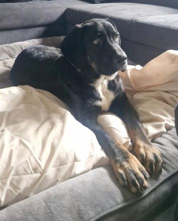 Janosh, hübscher Cane Corso Mischlingsrüde