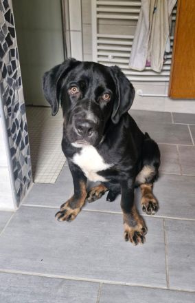 Janosh, hübscher Cane Corso Mischlingsrüde