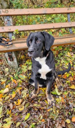 Janosh, hübscher Cane Corso Mischlingsrüde