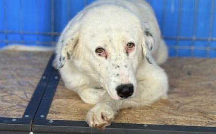 Christine - sanfte Seele mit Sommersprossen