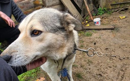 Einsame Cora sucht Familienanschluss