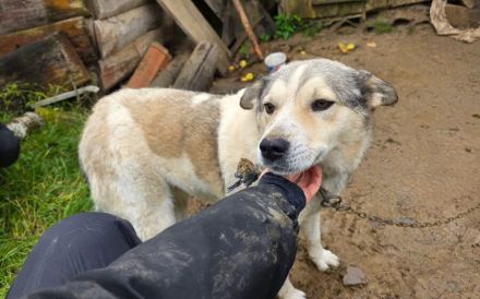 Einsame Cora sucht Familienanschluss