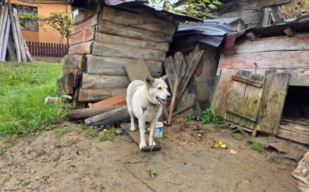 Einsame Cora sucht Familienanschluss