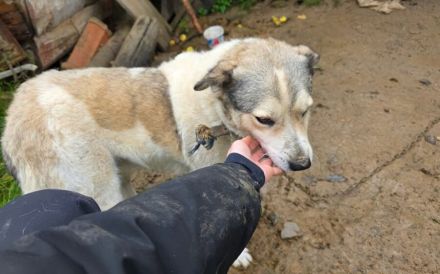 Einsame Cora sucht Familienanschluss