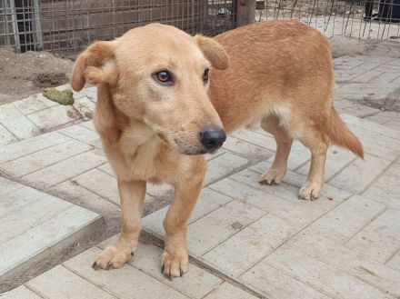 Richie, kleiner, fröhlicher Wirbelwind mit einem riesigen Herzen, 2 Jahre 36 cm