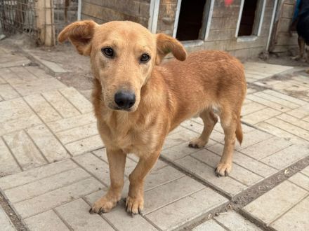 Richie, kleiner, fröhlicher Wirbelwind mit einem riesigen Herzen, 2 Jahre 36 cm