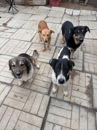 Richie, kleiner, fröhlicher Wirbelwind mit einem riesigen Herzen, 2 Jahre 36 cm