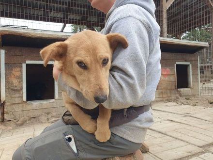 Richie, kleiner, fröhlicher Wirbelwind mit einem riesigen Herzen, 2 Jahre 36 cm