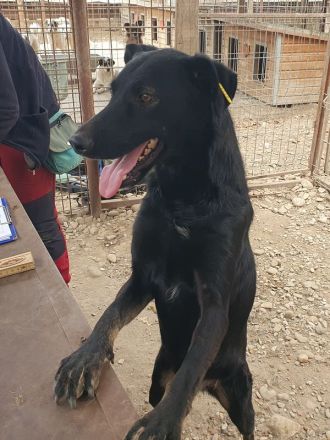 Pochahontas, menschenbezogene Hünding sucht ein unternehmungslustiges Zuhause, 5 Jahre, 58 cm