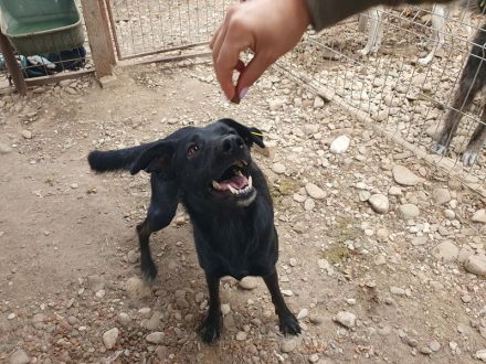 Pochahontas, menschenbezogene Hünding sucht ein unternehmungslustiges Zuhause, 5 Jahre, 58 cm