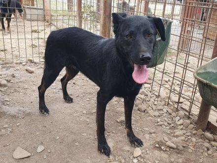 Pochahontas, menschenbezogene Hünding sucht ein unternehmungslustiges Zuhause, 5 Jahre, 58 cm