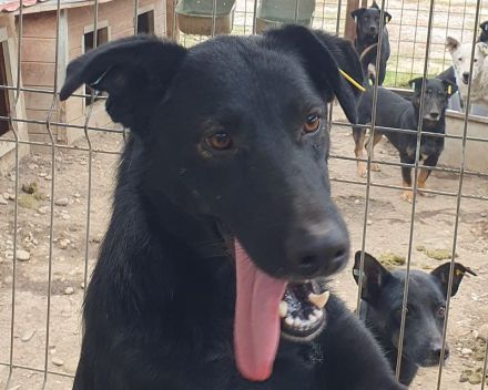 Pochahontas, menschenbezogene Hünding sucht ein unternehmungslustiges Zuhause, 5 Jahre, 58 cm