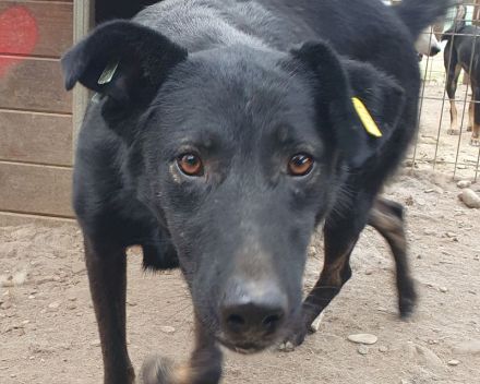 Pochahontas, menschenbezogene Hünding sucht ein unternehmungslustiges Zuhause, 5 Jahre, 58 cm