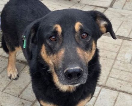 Paule, eine kleine richtige Persönlichkeit – charmant, offen und selbstbewusst, 3 Jahre, 38 cm