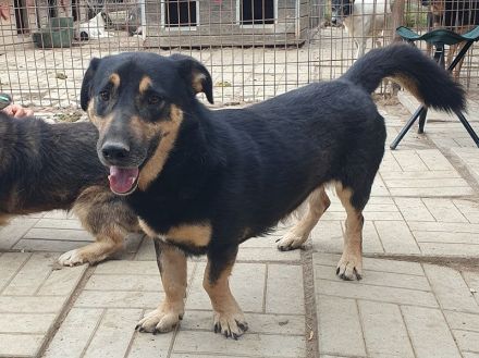 Paule, eine kleine richtige Persönlichkeit – charmant, offen und selbstbewusst, 3 Jahre, 38 cm