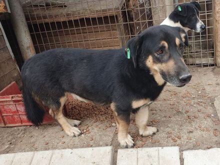 Paule, eine kleine richtige Persönlichkeit – charmant, offen und selbstbewusst, 3 Jahre, 38 cm