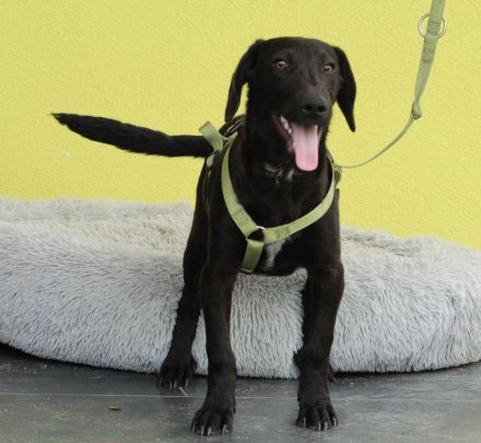 Relino möchte sein Herz verschenken...