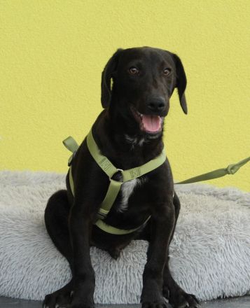 Relino möchte sein Herz verschenken...