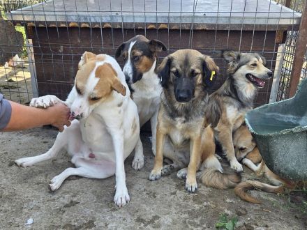 Marian, freundlicher junger Rüde auf der Suche nach liebevoller Familie, 1 Jahr, 55 cm