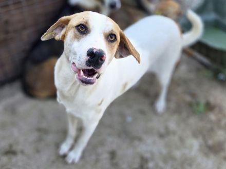 Marian, freundlicher junger Rüde auf der Suche nach liebevoller Familie, 1 Jahr, 55 cm