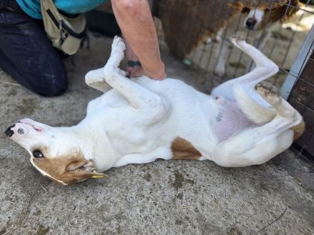 Marian, freundlicher junger Rüde auf der Suche nach liebevoller Familie, 1 Jahr, 55 cm