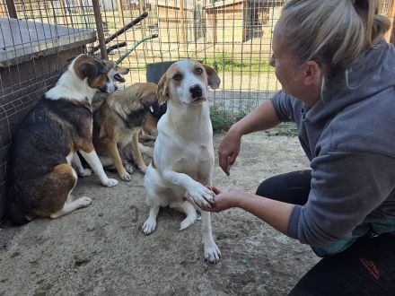 Marian, freundlicher junger Rüde auf der Suche nach liebevoller Familie, 1 Jahr, 55 cm