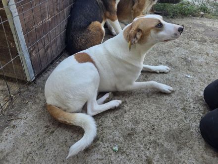 Marian, freundlicher junger Rüde auf der Suche nach liebevoller Familie, 1 Jahr, 55 cm