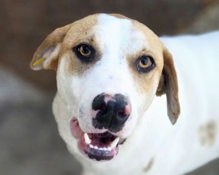 Marian, freundlicher junger Rüde auf der Suche nach liebevoller Familie, 1 Jahr, 55 cm