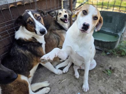 Marian, freundlicher junger Rüde auf der Suche nach liebevoller Familie, 1 Jahr, 55 cm